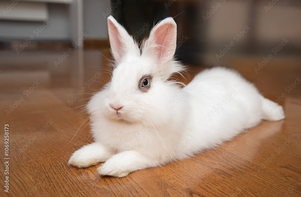 Obraz premium Young white rabbit with blue eyes in home interior. Caring for a pet and keeping a rabbit in a house without a cage.