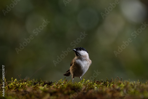 Black-capped chickadee on the mossy ground. Soft evening light and blur background with shallow depth of field. photo