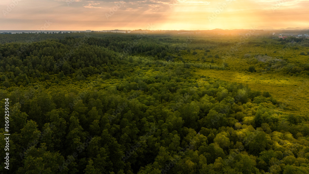 Fototapeta premium An aerial photograph of a vast forest extending as far as the eye can see during sunset.