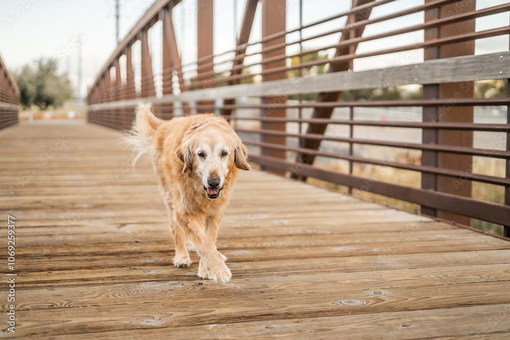 Senior golden retriever dog walking on wooden bridge with railings Senior golden retriever dog walking on wooden bridge with railings