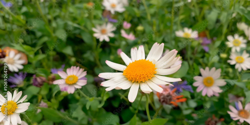 daisies in the grass daisies in the grass