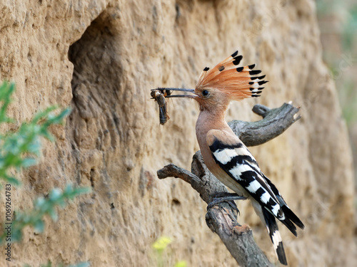 Eurasian Hoopoe2