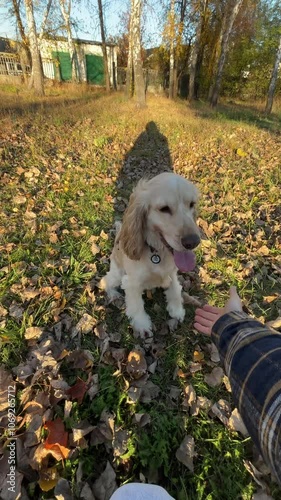 Golden dog giving a friendly paw in fall park, first-person view. Cozy autumn vibes and loyal companionship. Vertical video