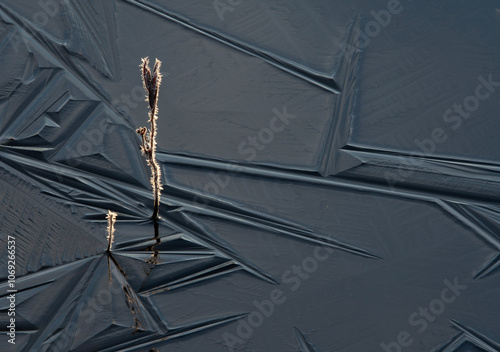 Frost, sun and geometry of ice. First frost on the lake, stems of prickly grass in the backlight of the dawn sun, protruding from the pure dark ice, covered with a geometric pattern of cracks