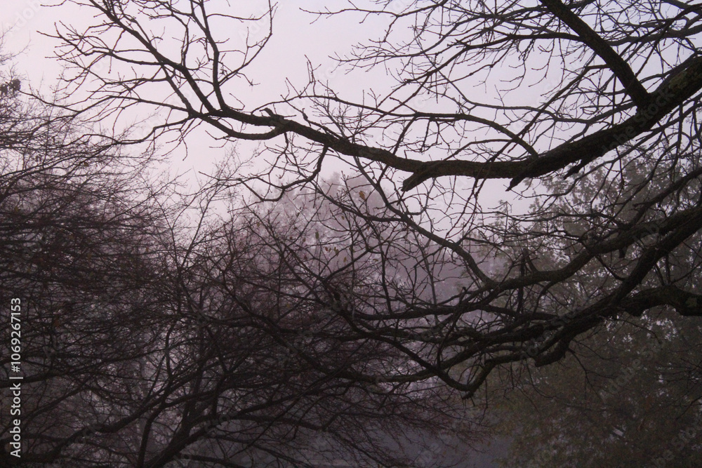 silhouette of tree in the fog at dawn silhouette of tree in the fog at dawn