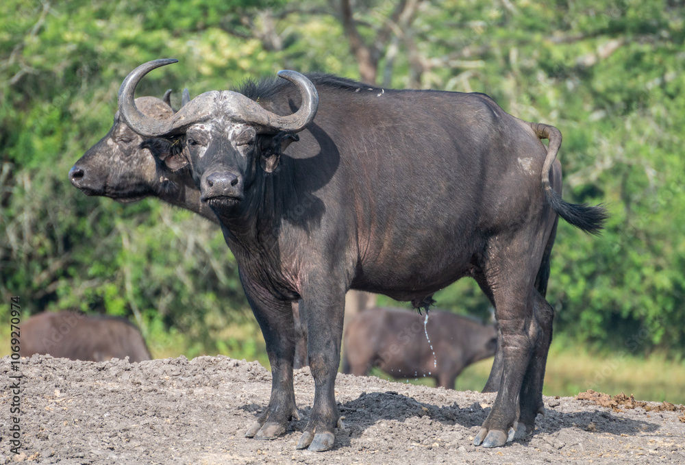 Water buffalo grazing in a lush green field of Africa, Masai Mara, Kenya Water buffalo grazing in a lush green field of Africa, Masai Mara, Kenya