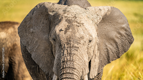 Canvas Print Closeup elephant