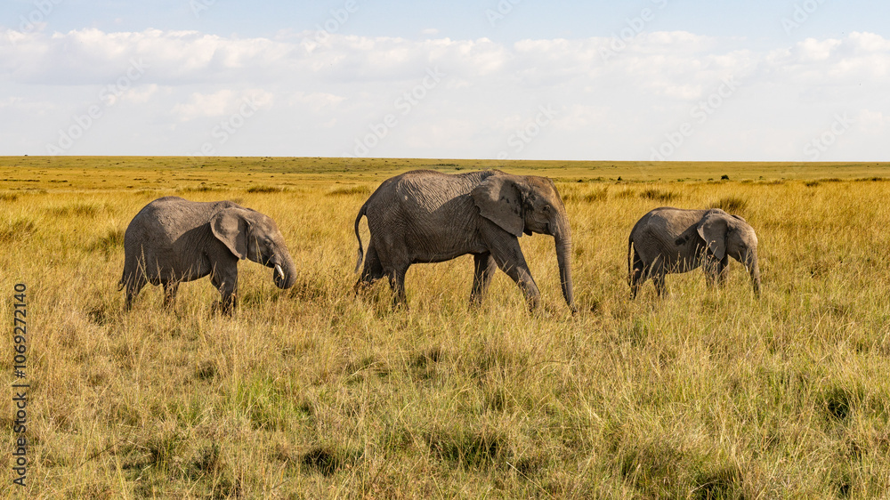 Fototapeta premium The three elephants