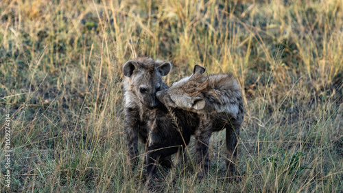 Canvas Print Hyena puppies playing together
