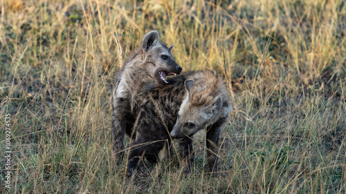 Hyena puppies playing