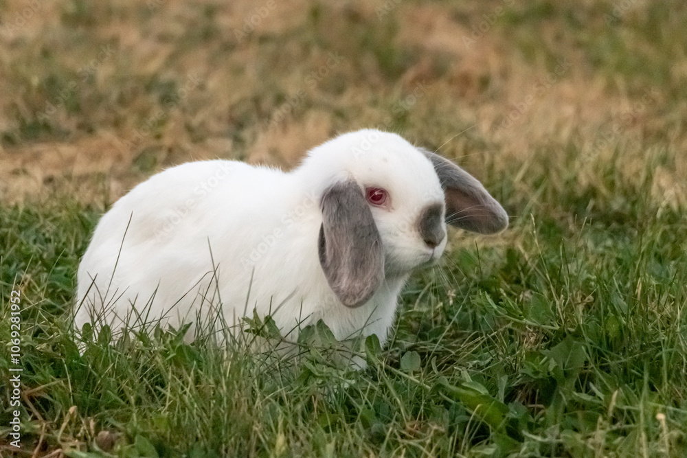 White lop-eared rabbit with gray ears sitting in grass White lop-eared rabbit with gray ears sitting in grass