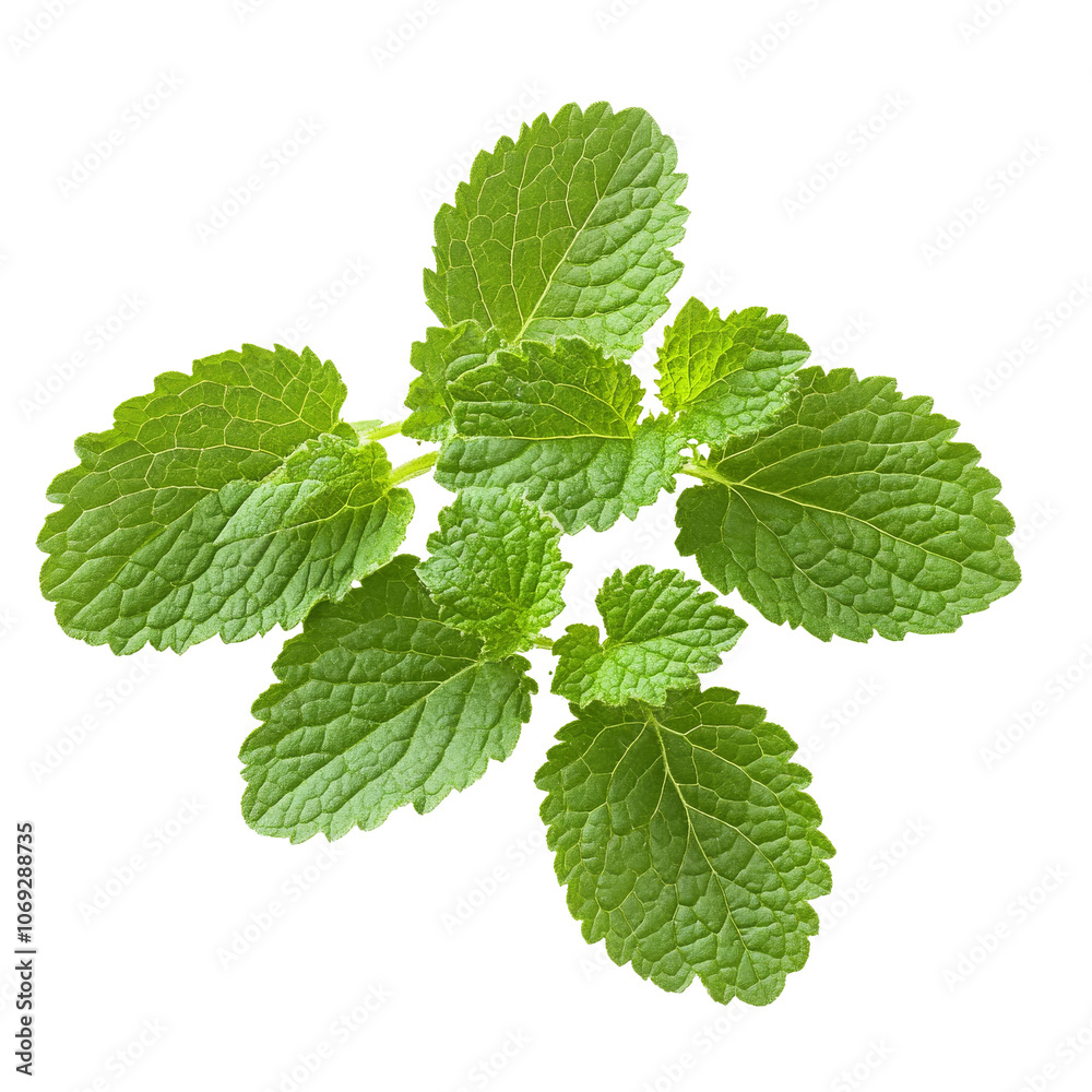 Fresh mint leaves on white background Fresh mint leaves on white background