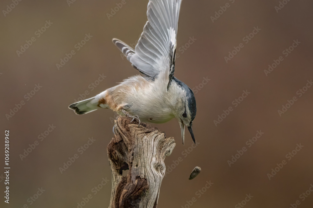 Fototapeta premium Nuthatch perched on a branch
