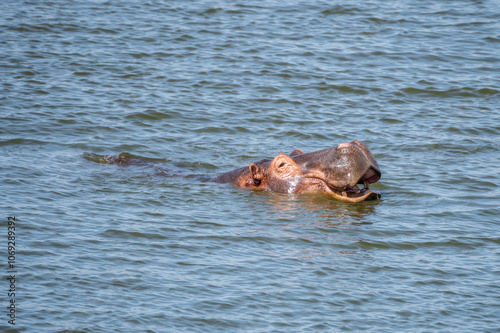 Hippo happily swimming in a vast body of water, Lake Mburo National Park, Uganda