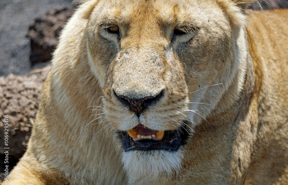 male and female lion lying in the savanna gras male and female lion lying in the savanna gras
