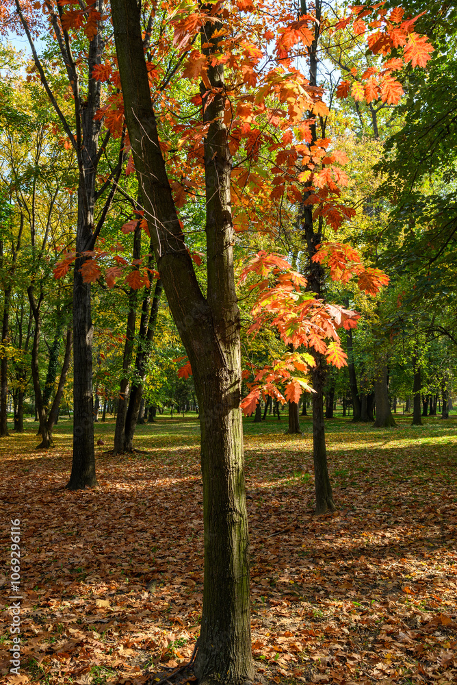 Autumn trees and leaves foliage, Kosutnjak park in Belgrade, Serbia Autumn trees and leaves foliage, Kosutnjak park in Belgrade, Serbia