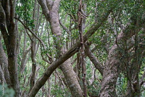 vervet monkey on zanzibar island