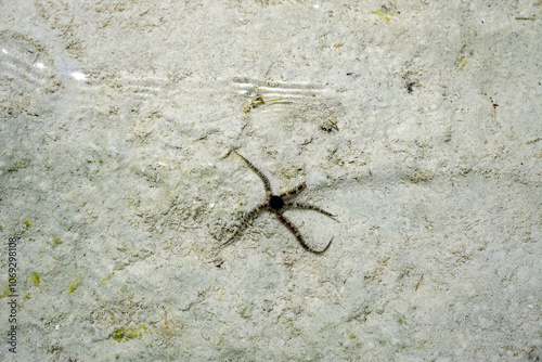 brittle star at the coast of zanzibar photo