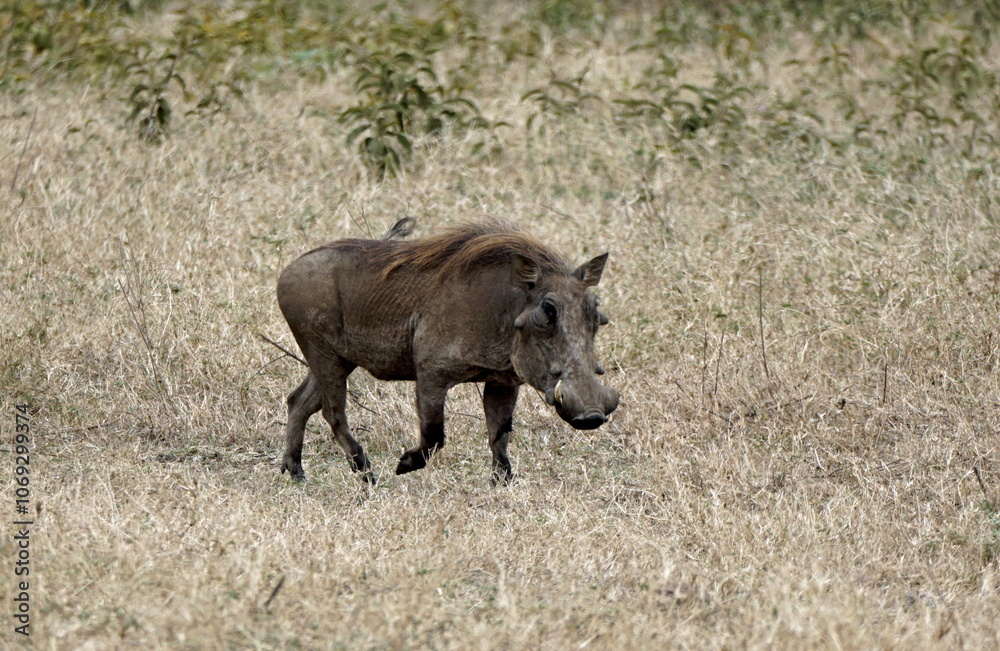 warthog in the serengeti savanna warthog in the serengeti savanna