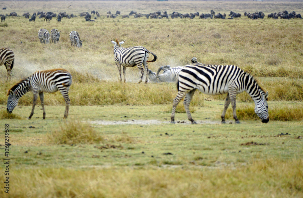 Obraz premium zebra in the serengeti park