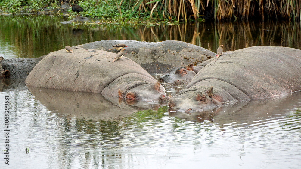 large group of hippos at a pond large group of hippos at a pond