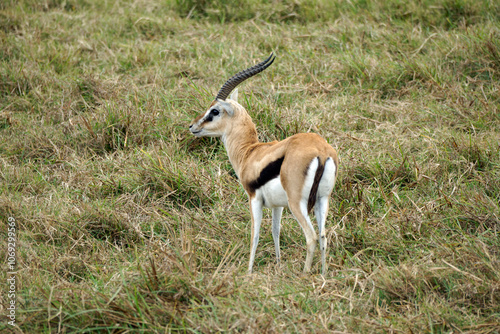 thomsons gazelle in the serengeti