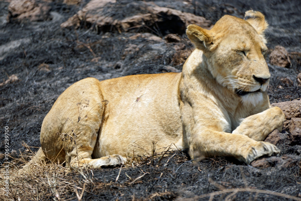 male and female lion lying in the savanna gras male and female lion lying in the savanna gras