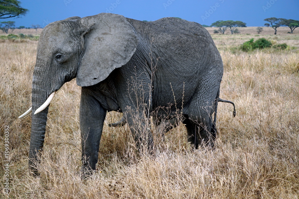 Obraz premium wild living elephant in the serengeti