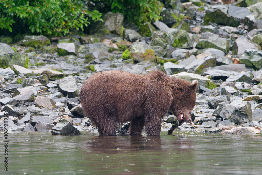 Young Alaskan Brown Bear standing on the rock by the lake shore and playing with a wooden stick in Big River Lakes, Alaska, USA Young Alaskan Brown Bear standing on the rock by the lake shore and playing with a wooden stick in Big River Lakes, Alaska, USA