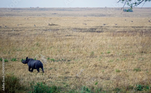 rhino in the serengeti savanna photo