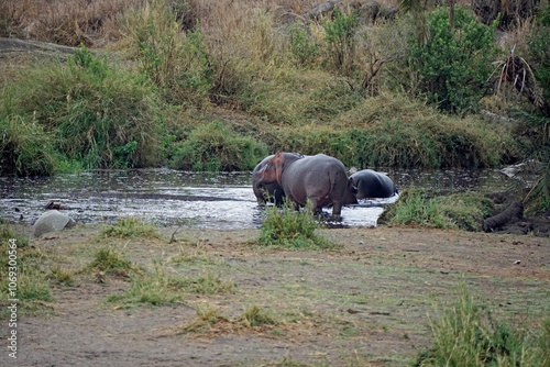 huge hippo in the serengeti photo