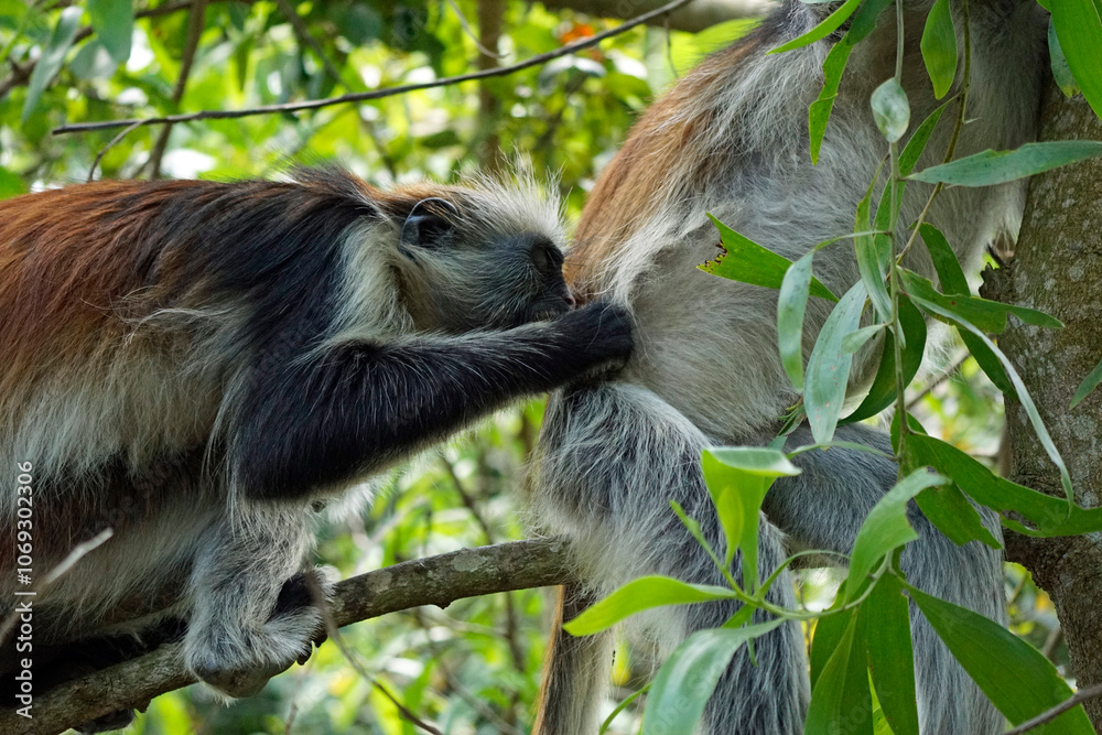 Naklejka premium zanzibar colobus monkey (Piliocolobus kirkii)