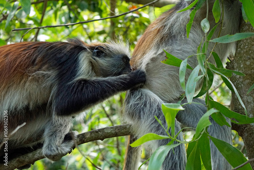 zanzibar colobus monkey (Piliocolobus kirkii) photo