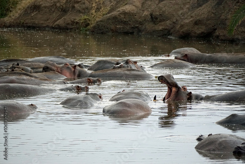 large group of hippos at a pond photo