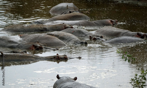 large group of hippos at a pond photo