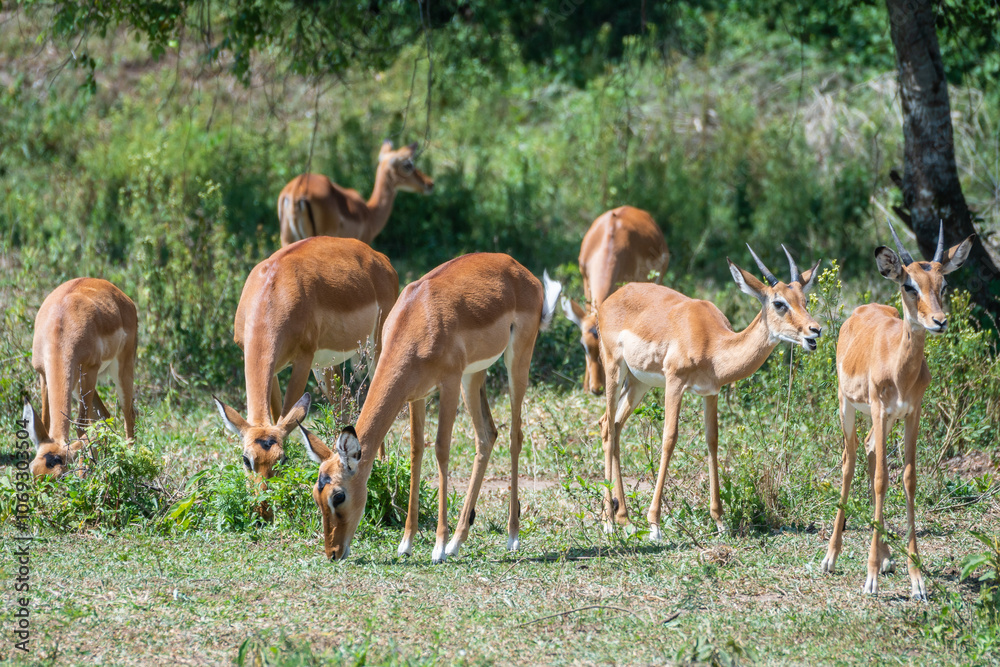 A herd of tommy antelopes stands peacefully, Lake Mburo National Park, Uganda A herd of tommy antelopes stands peacefully, Lake Mburo National Park, Uganda