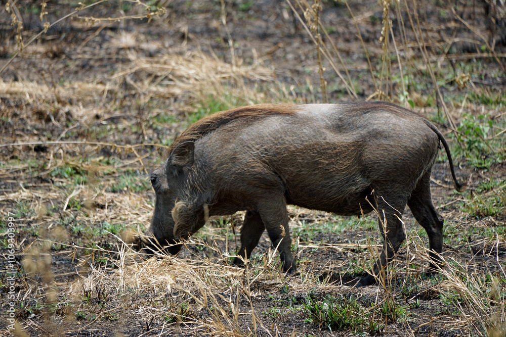 warthog in the serengeti savanna warthog in the serengeti savanna