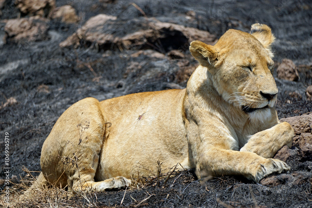 Fototapeta premium male and female lion lying in the savanna gras