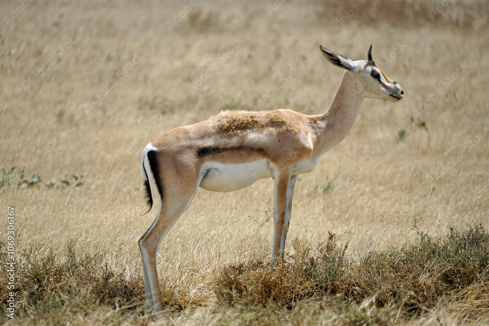 thomsons gazelle in the serengeti thomsons gazelle in the serengeti