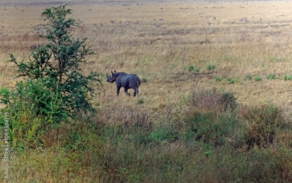 rhino in the serengeti savanna rhino in the serengeti savanna