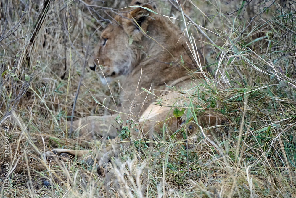 Fototapeta premium male and female lion lying in the savanna gras