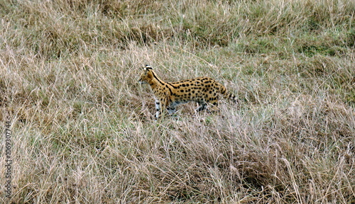 Canvas Print African Serval in the Serengeti