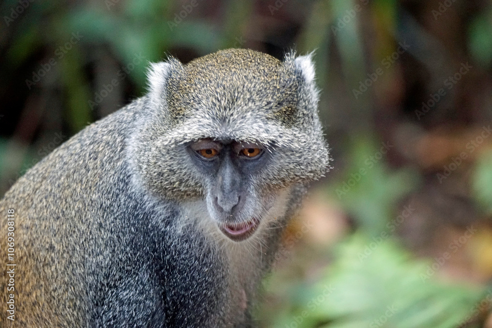 vervet monkey on zanzibar island vervet monkey on zanzibar island