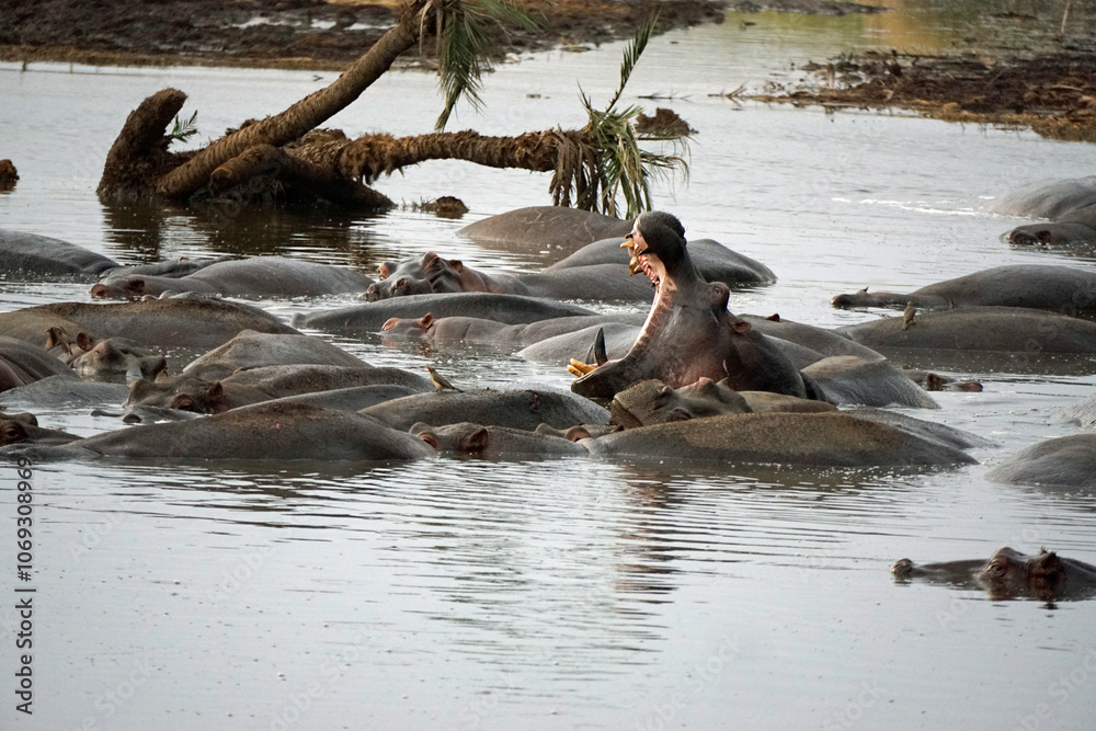 Fototapeta premium large group of hippos at a pond