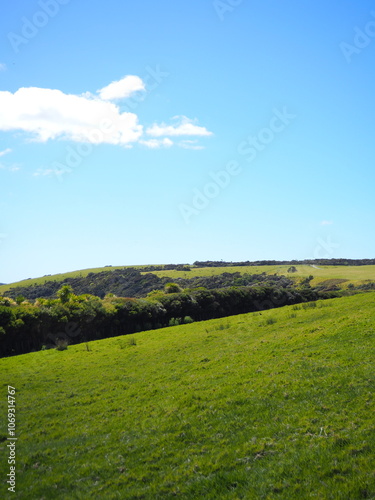 green grass in a trail in new zealand