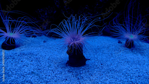 ocean flower anemone photo