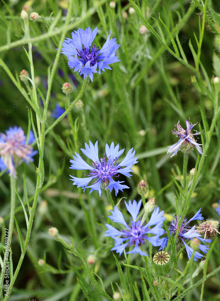 Blue cornflower (Centaurea cyanus) blooms in the field