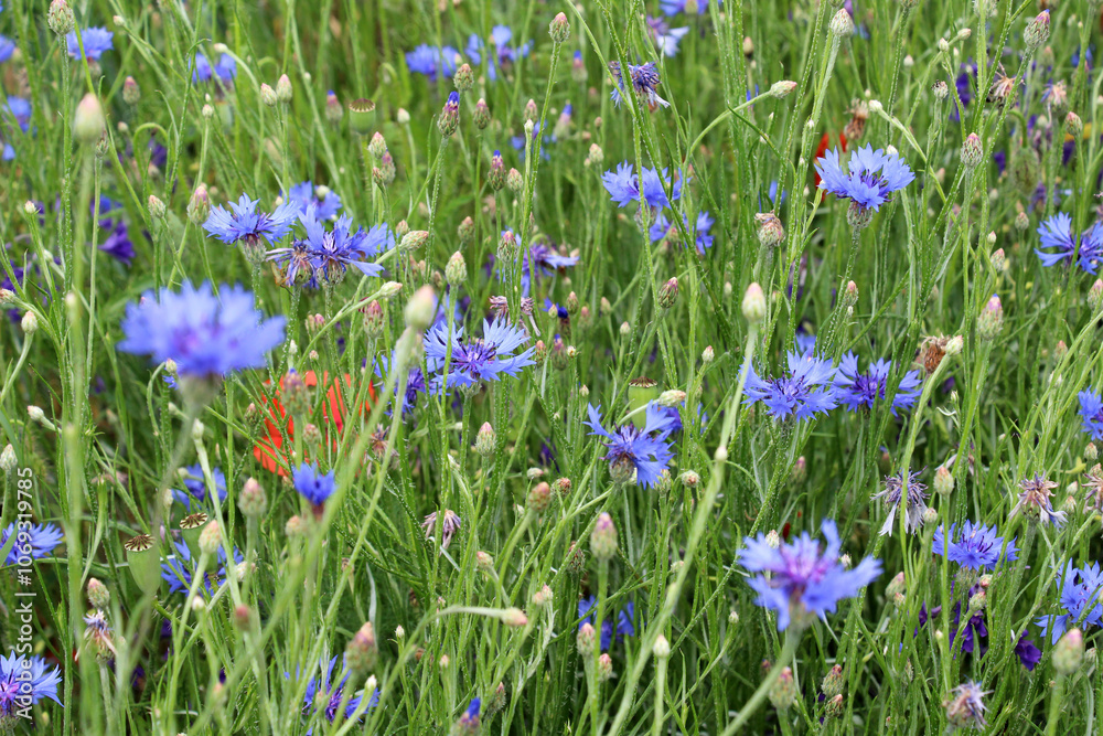 Blue cornflower (Centaurea cyanus) blooms in the field Blue cornflower (Centaurea cyanus) blooms in the field