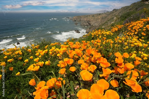 California poppies along the California coast near Shelter Cove, CA