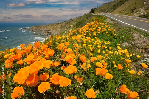 California poppies along CA Highway 1 on the California coast near Shelter Cove, CA